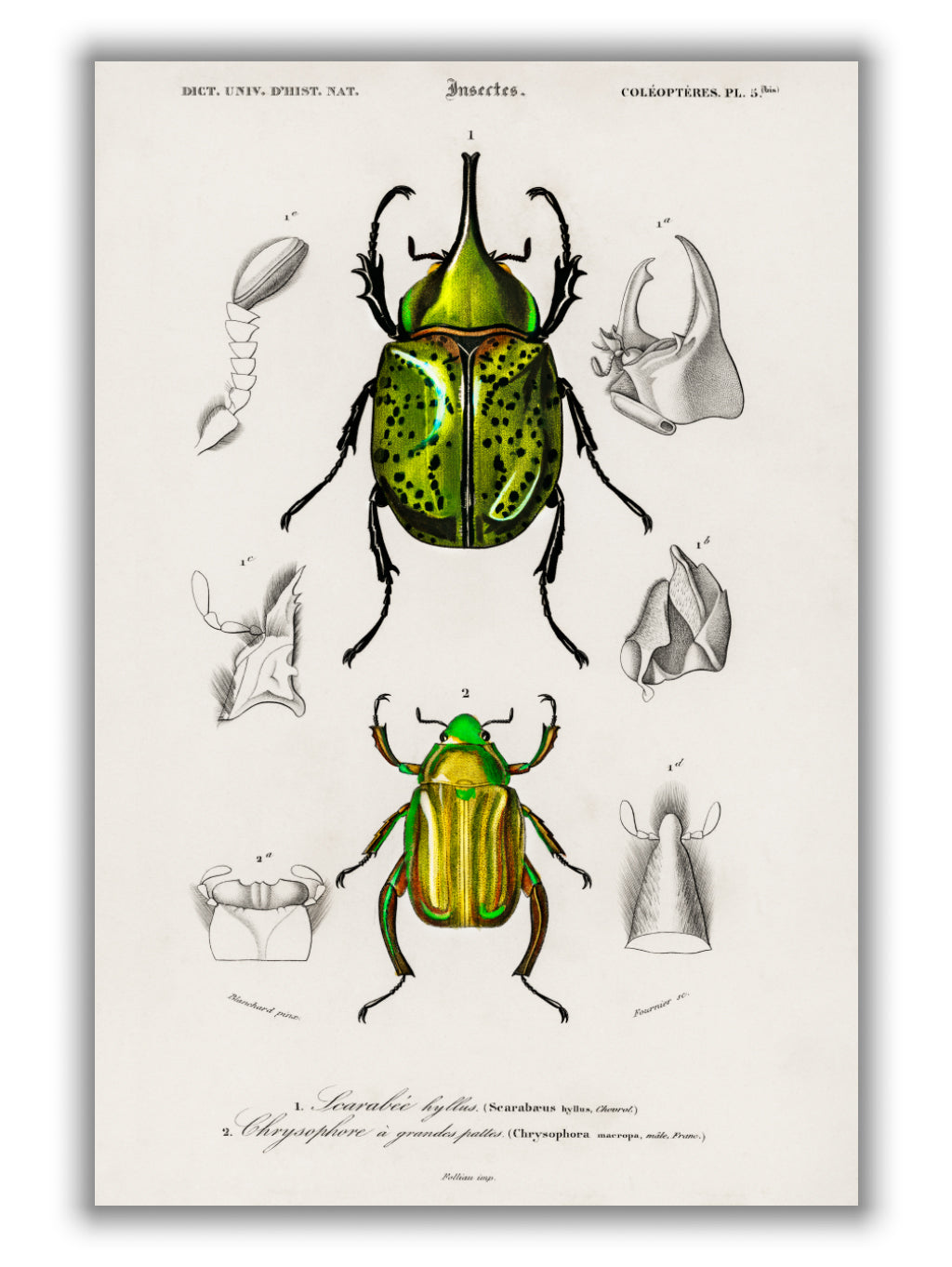 Chrysina Macropus and Eastern Hecules Beetle