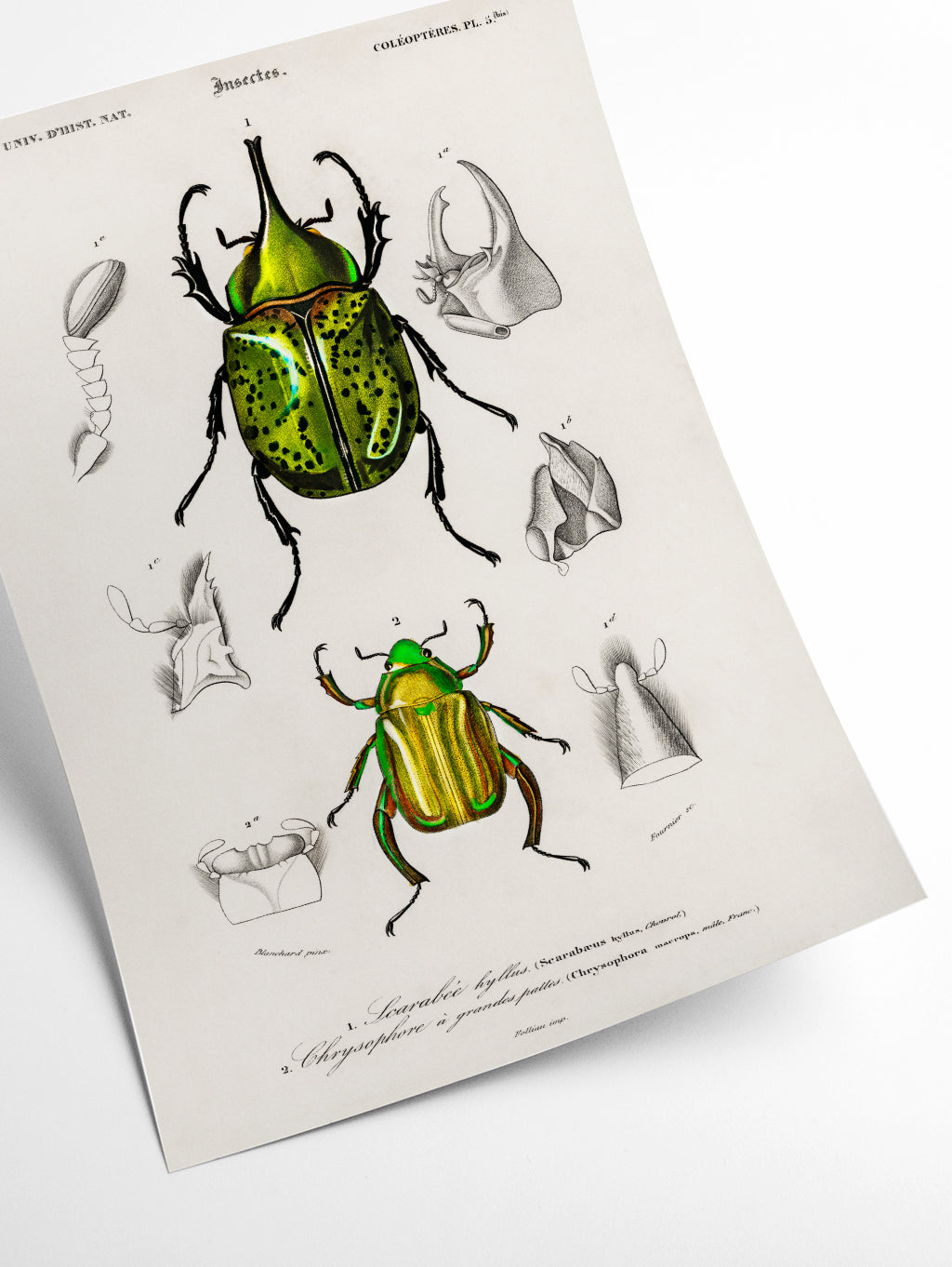 Chrysina Macropus and Eastern Hecules Beetle