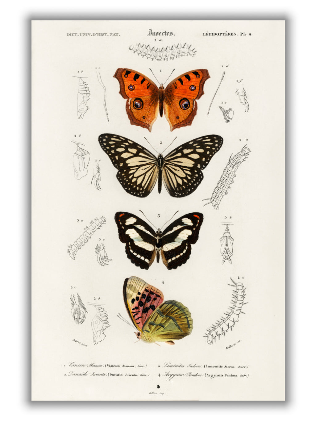 Collection of butterflies