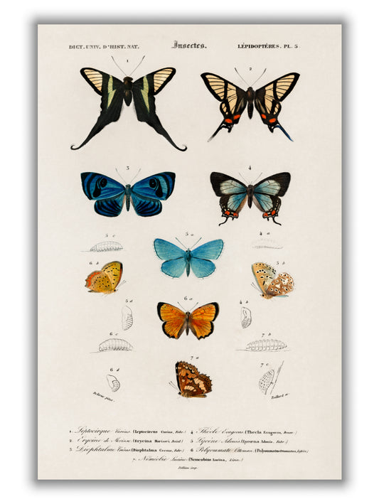 Collection of hand drawings of butterflies