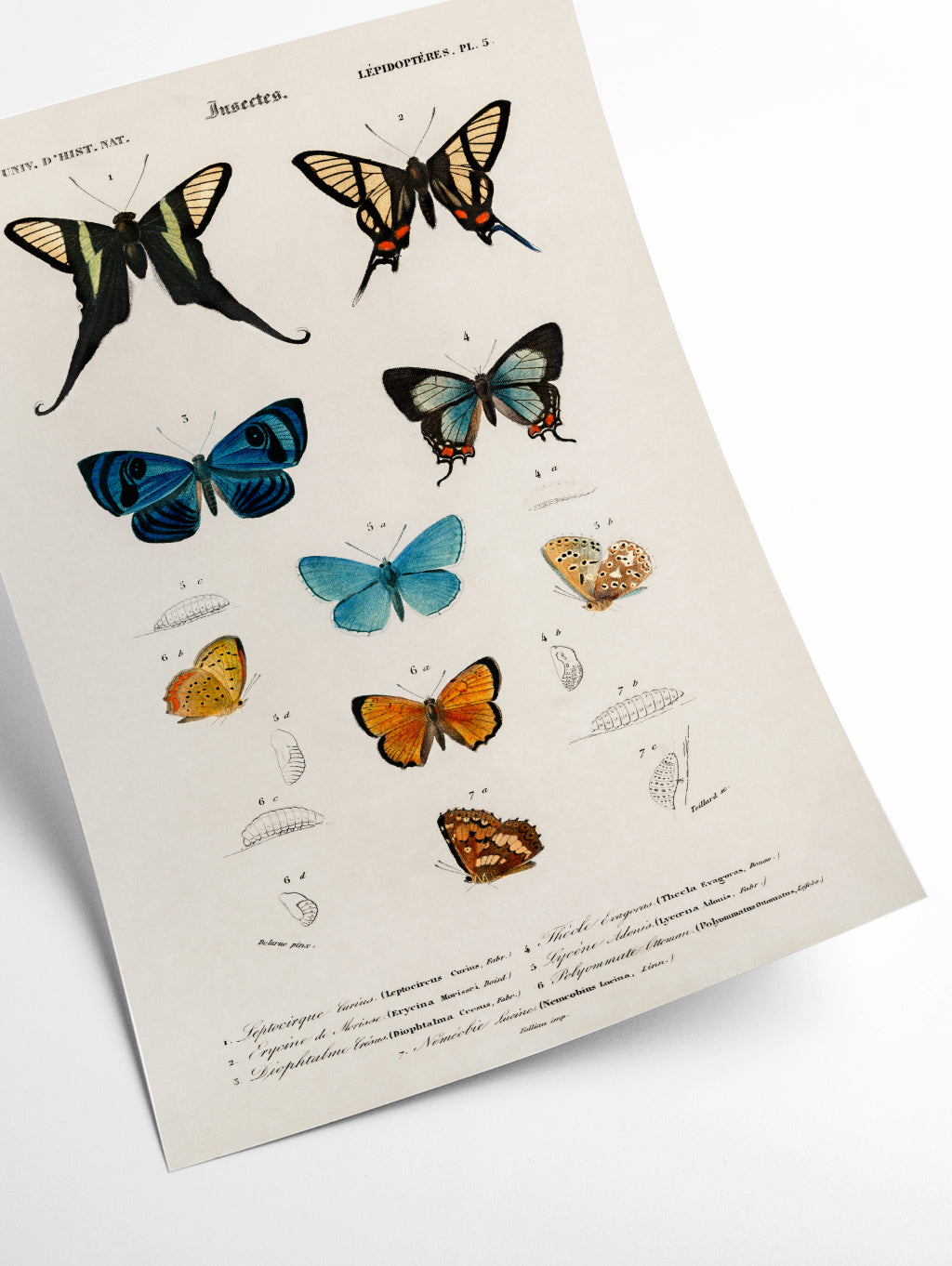Collection of hand drawings of butterflies