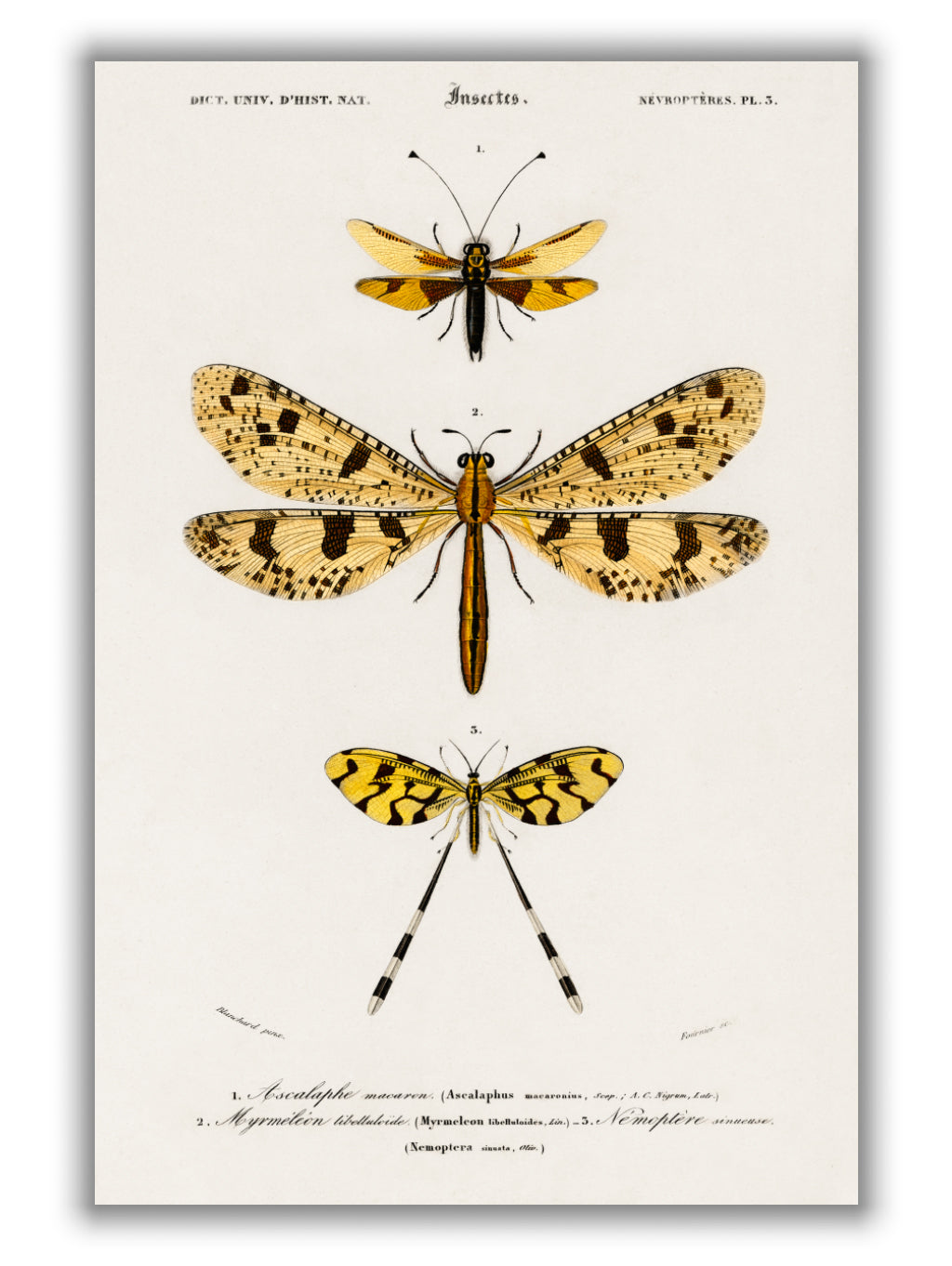 Collection of insects 2