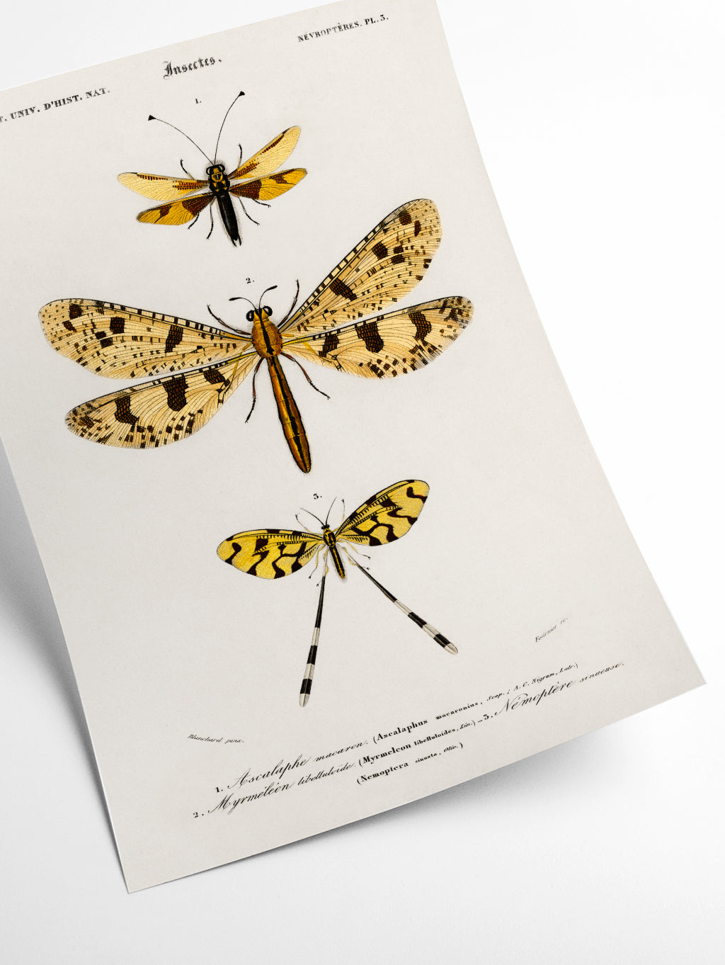 Collection of insects 2