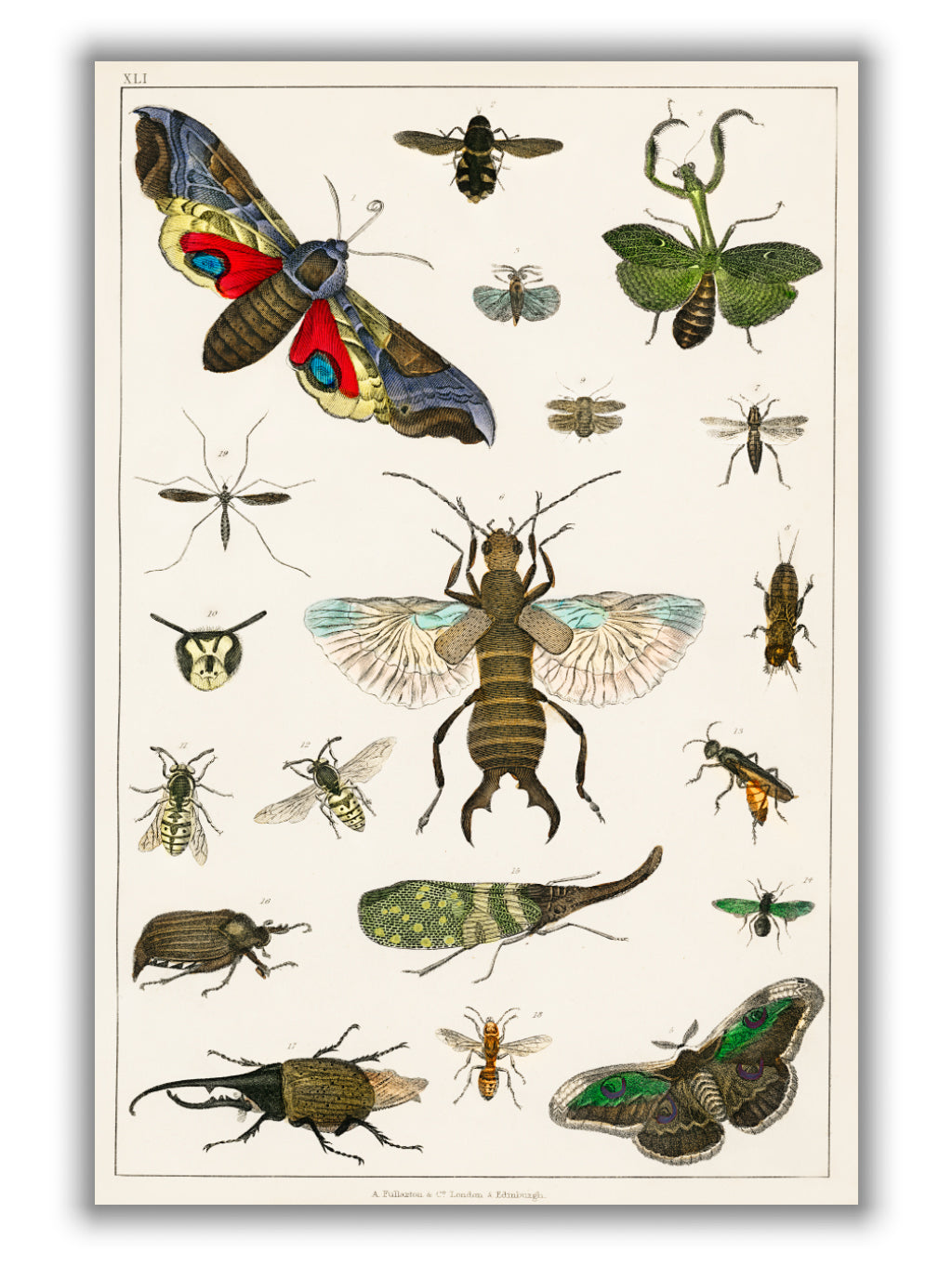 Collection of insects