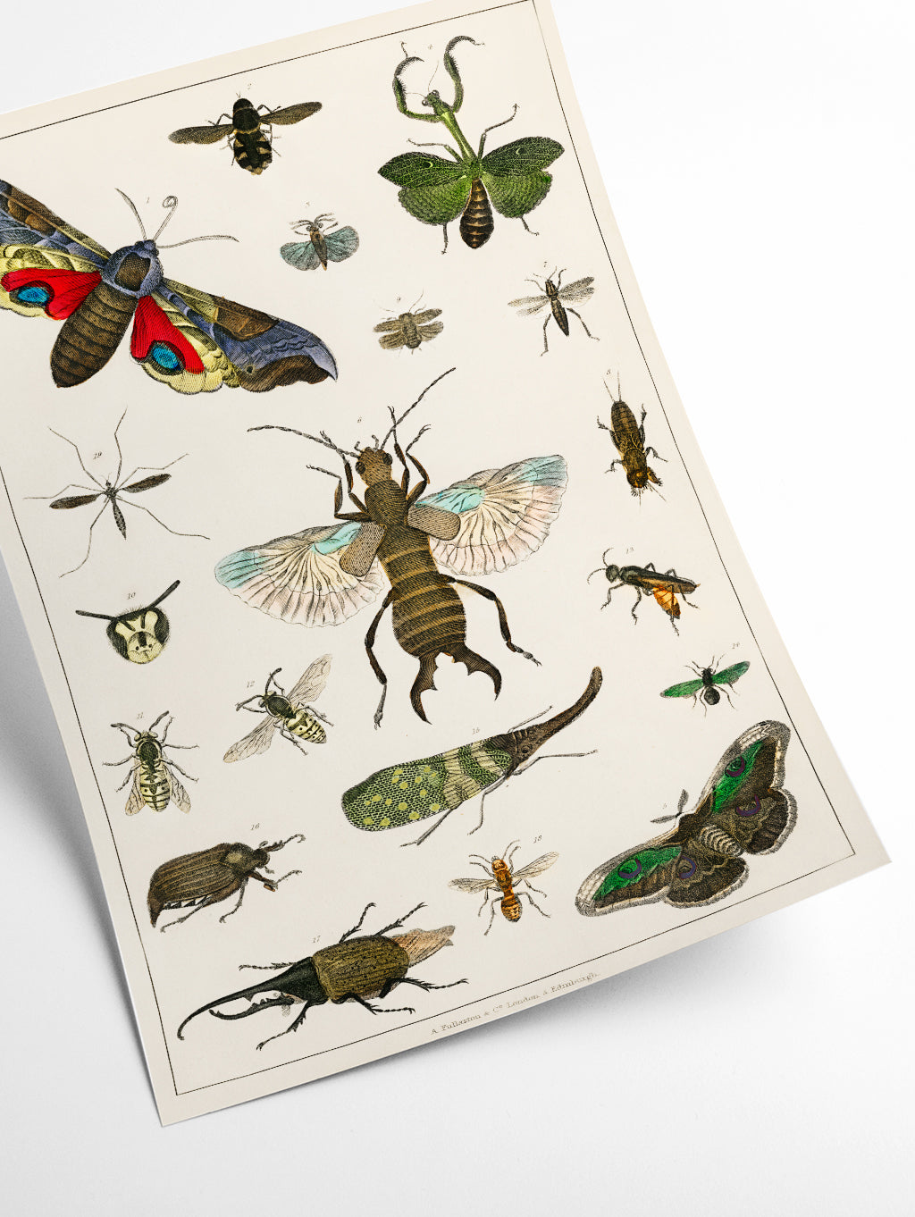 Collection of insects
