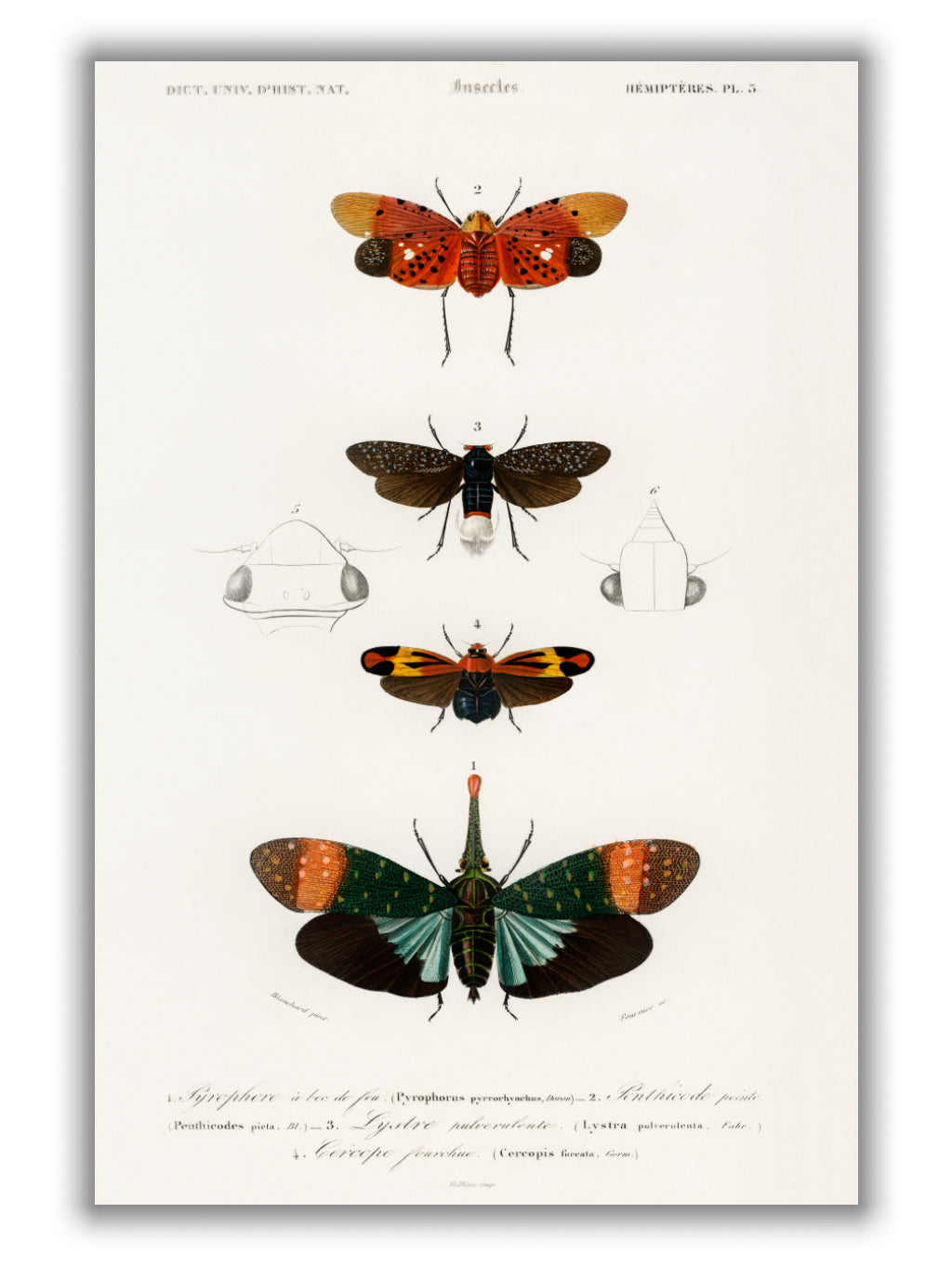 Collection of moths I