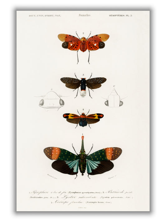 Collection of moths I