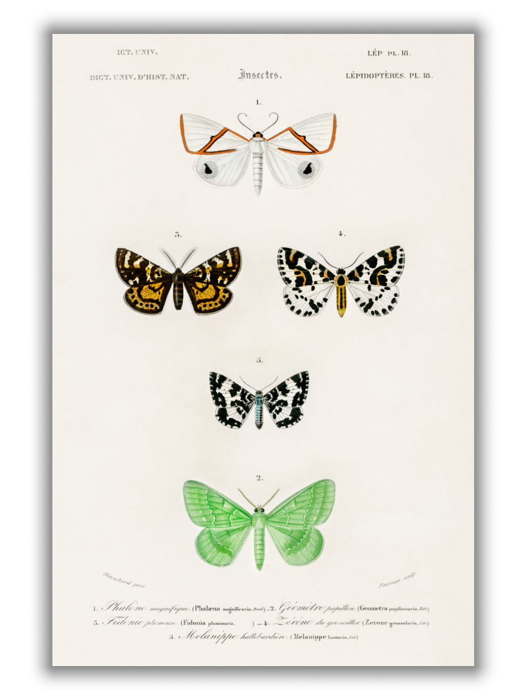 Collection of moths II