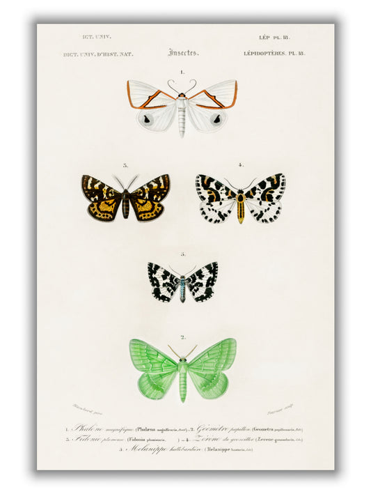 Collection of moths II