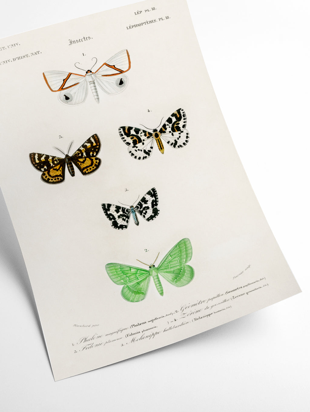 Collection of moths II