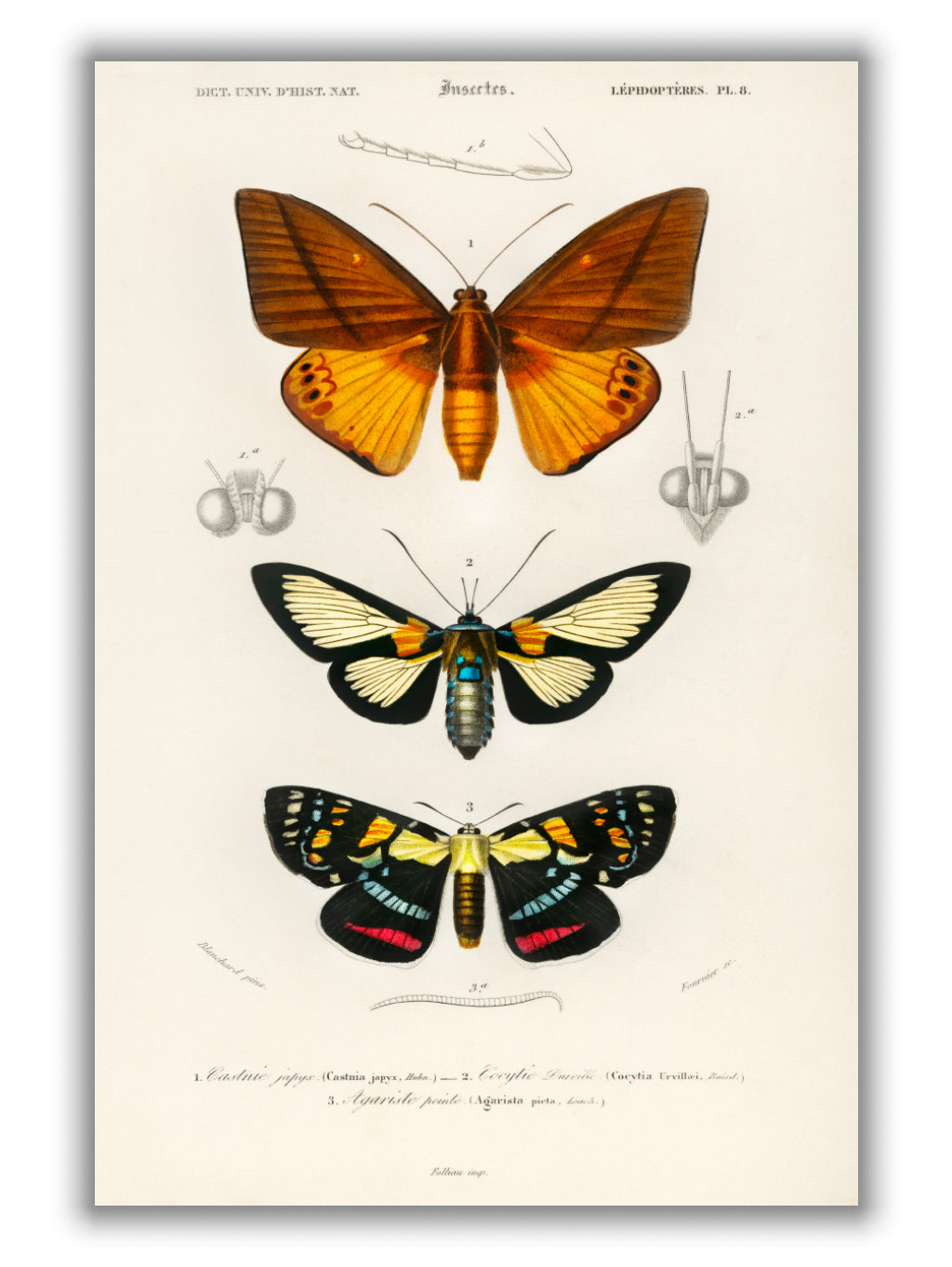 Collection of moths