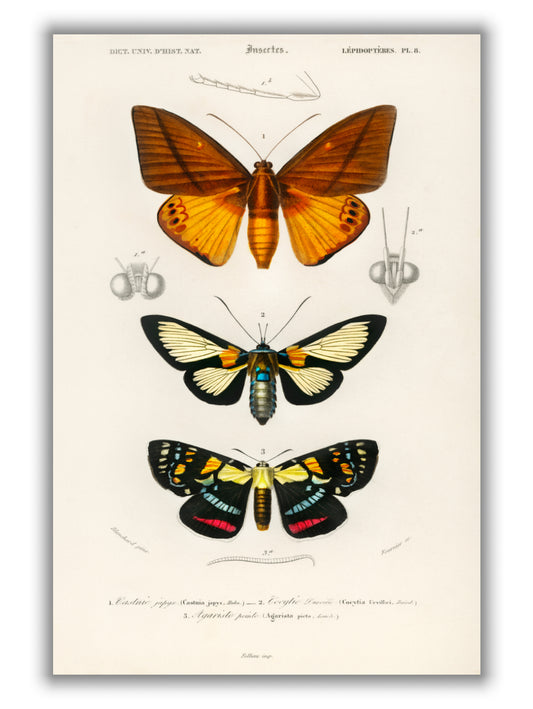 Collection of moths