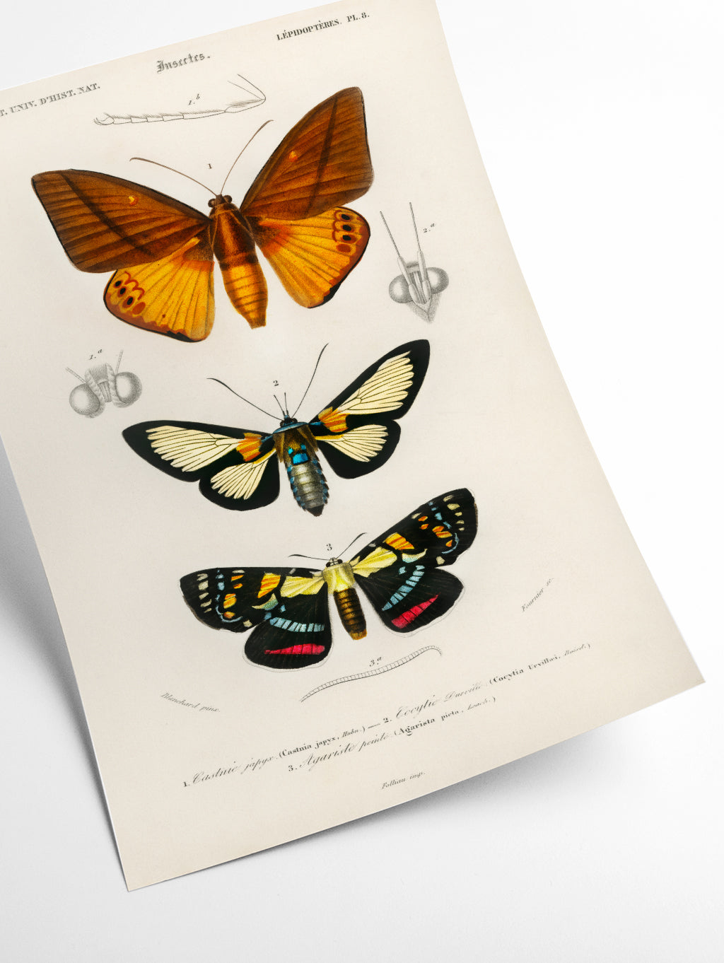 Collection of moths