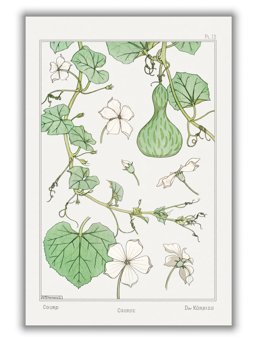 Courge (white–flowered gourd) II by Maurice Pillard Verneuil