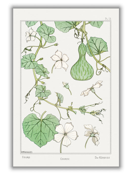 Courge (white–flowered gourd) II by Maurice Pillard Verneuil