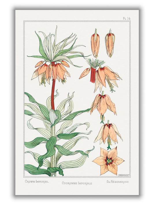 Couronne Impériale (crown imperial) II by Maurice Pillard Verneuil