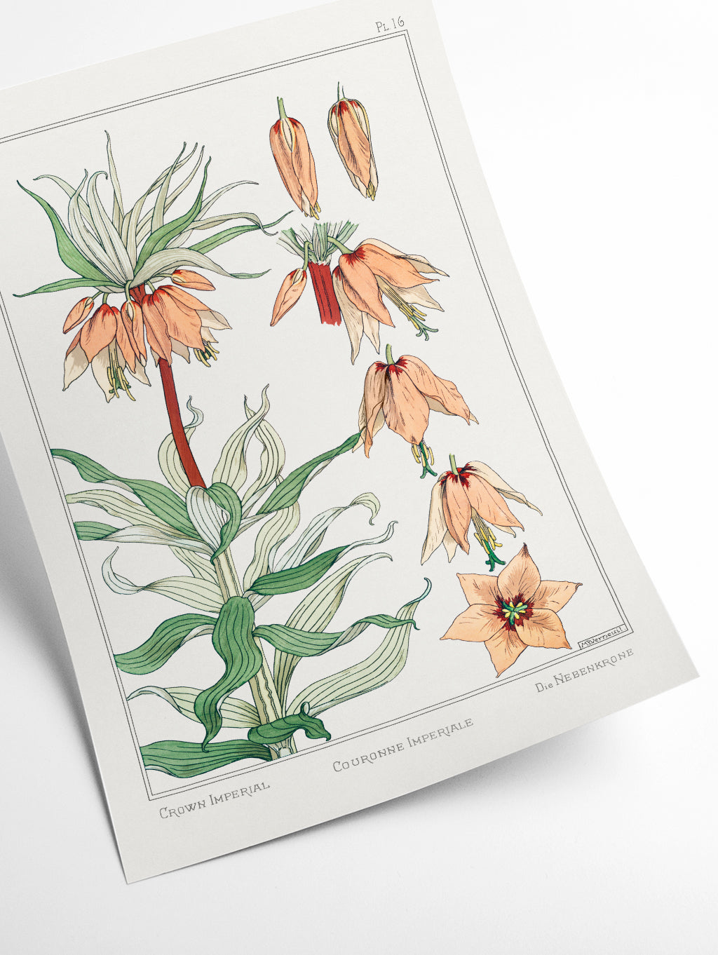 Couronne Impériale (crown imperial) II by Maurice Pillard Verneuil