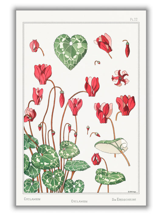 Cyclamen from La Plante by Maurice Pillard Verneuil