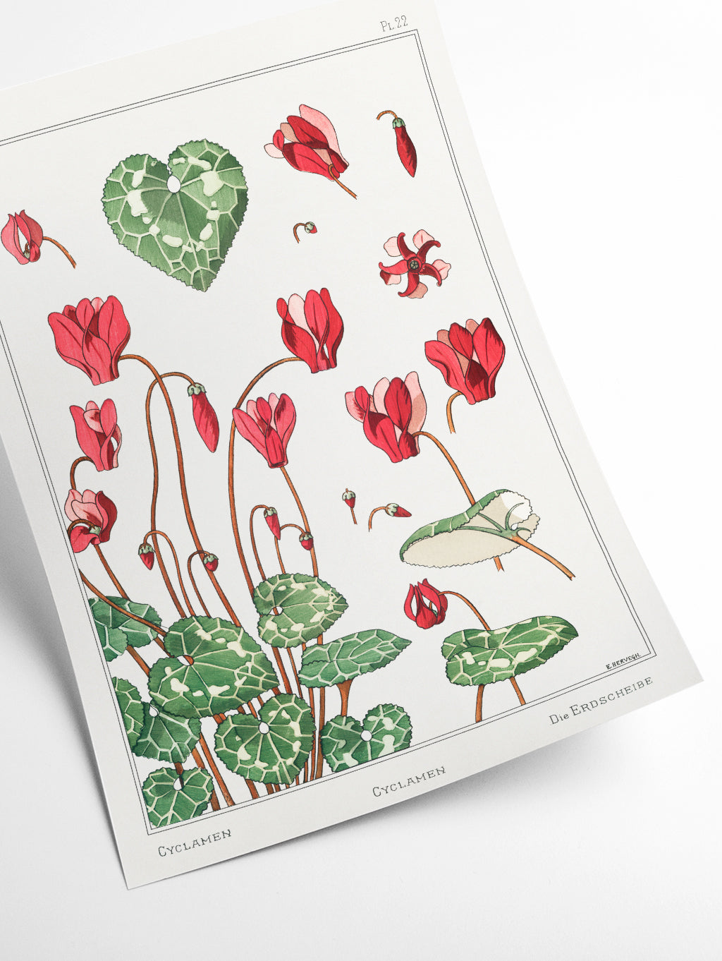 Cyclamen from La Plante III by Maurice Pillard Verneuil
