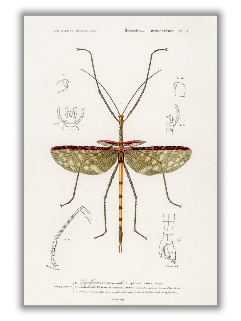 Cyphocrana titan