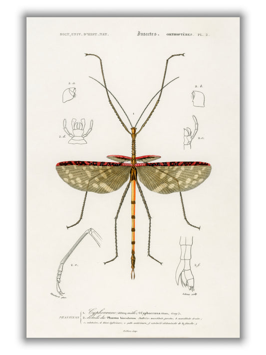Cyphocrana titan