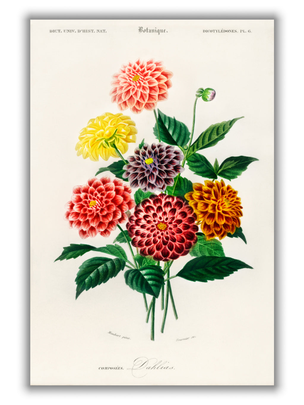 Dahlia