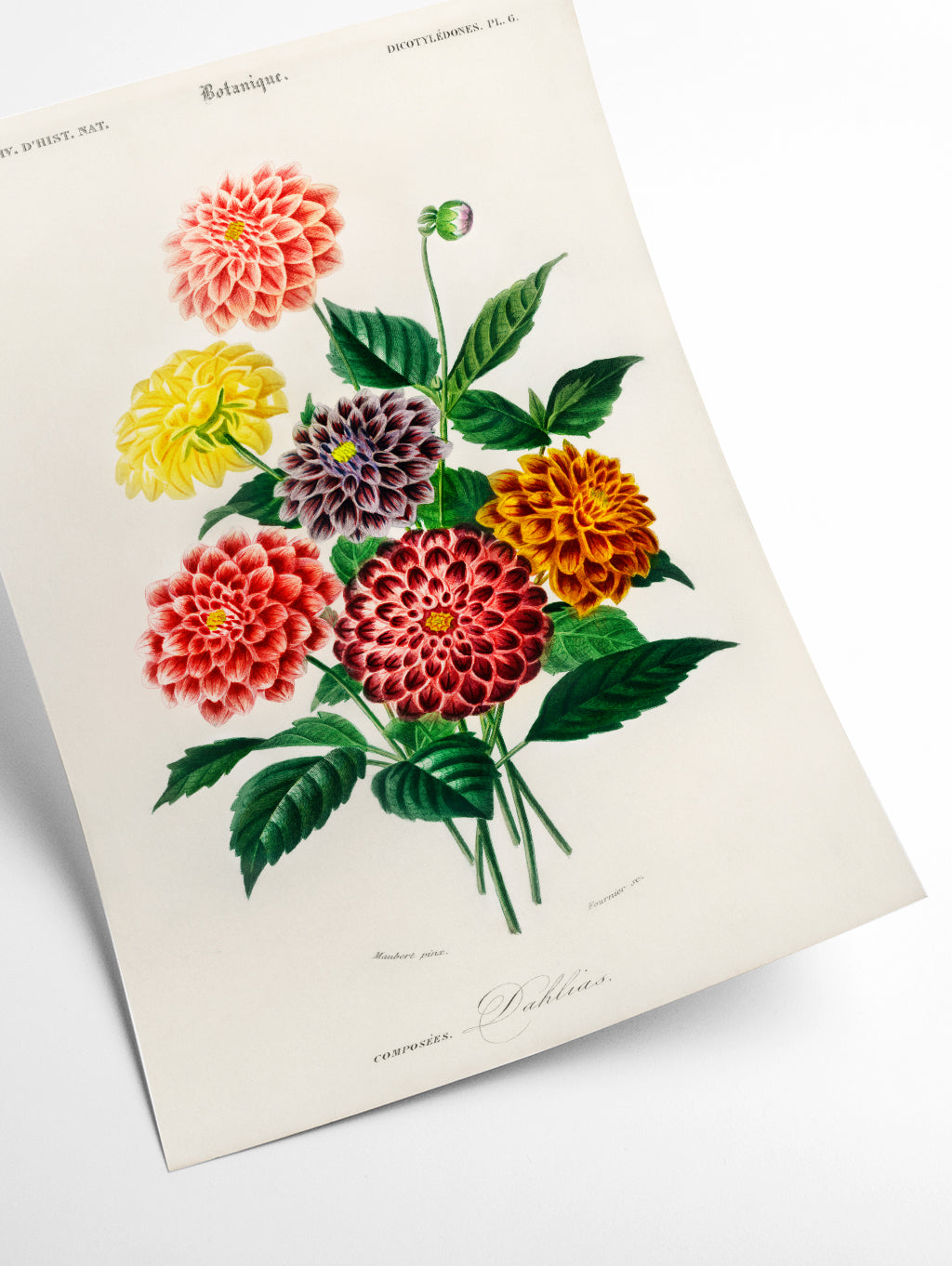 Dahlia