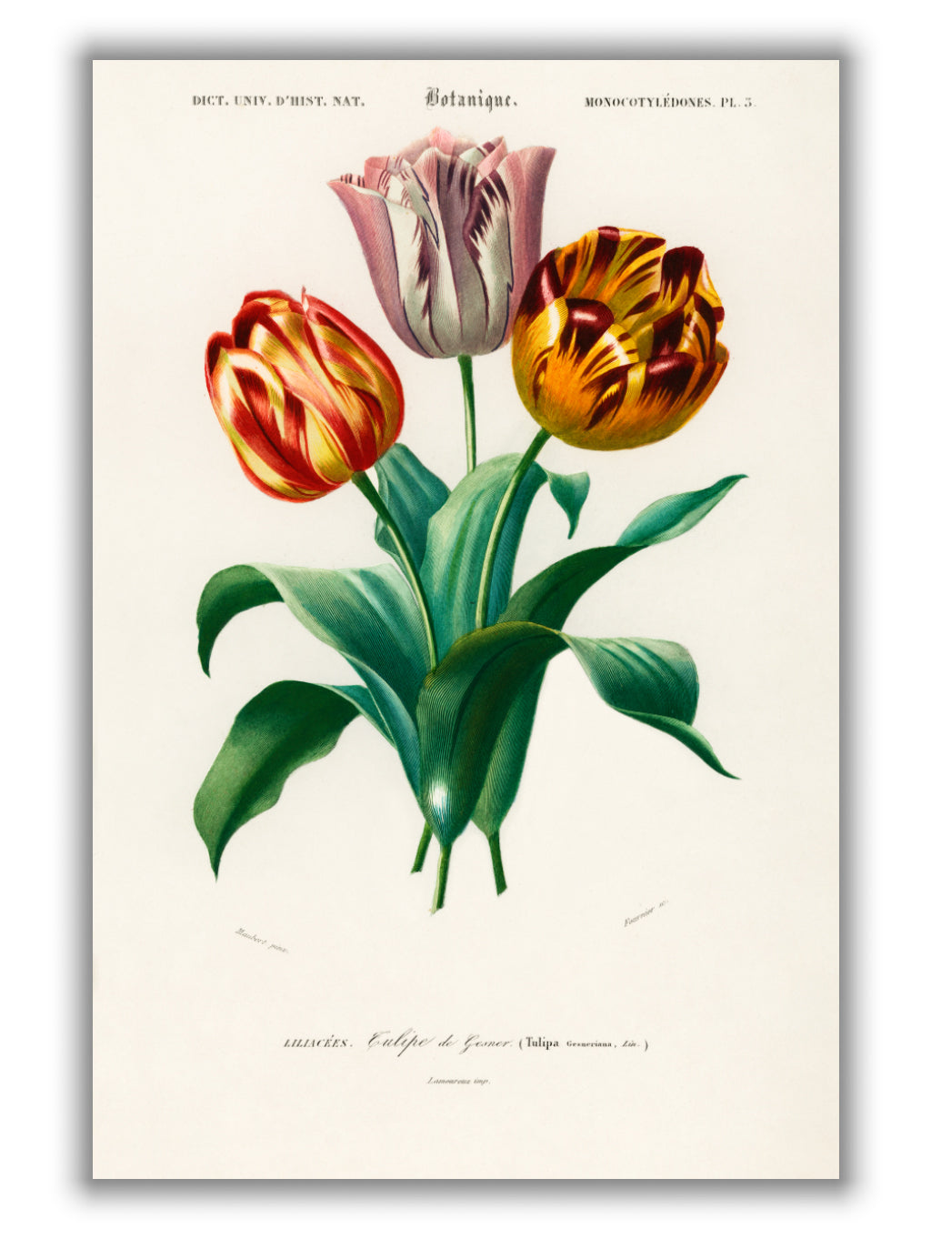 Didier's tulip
