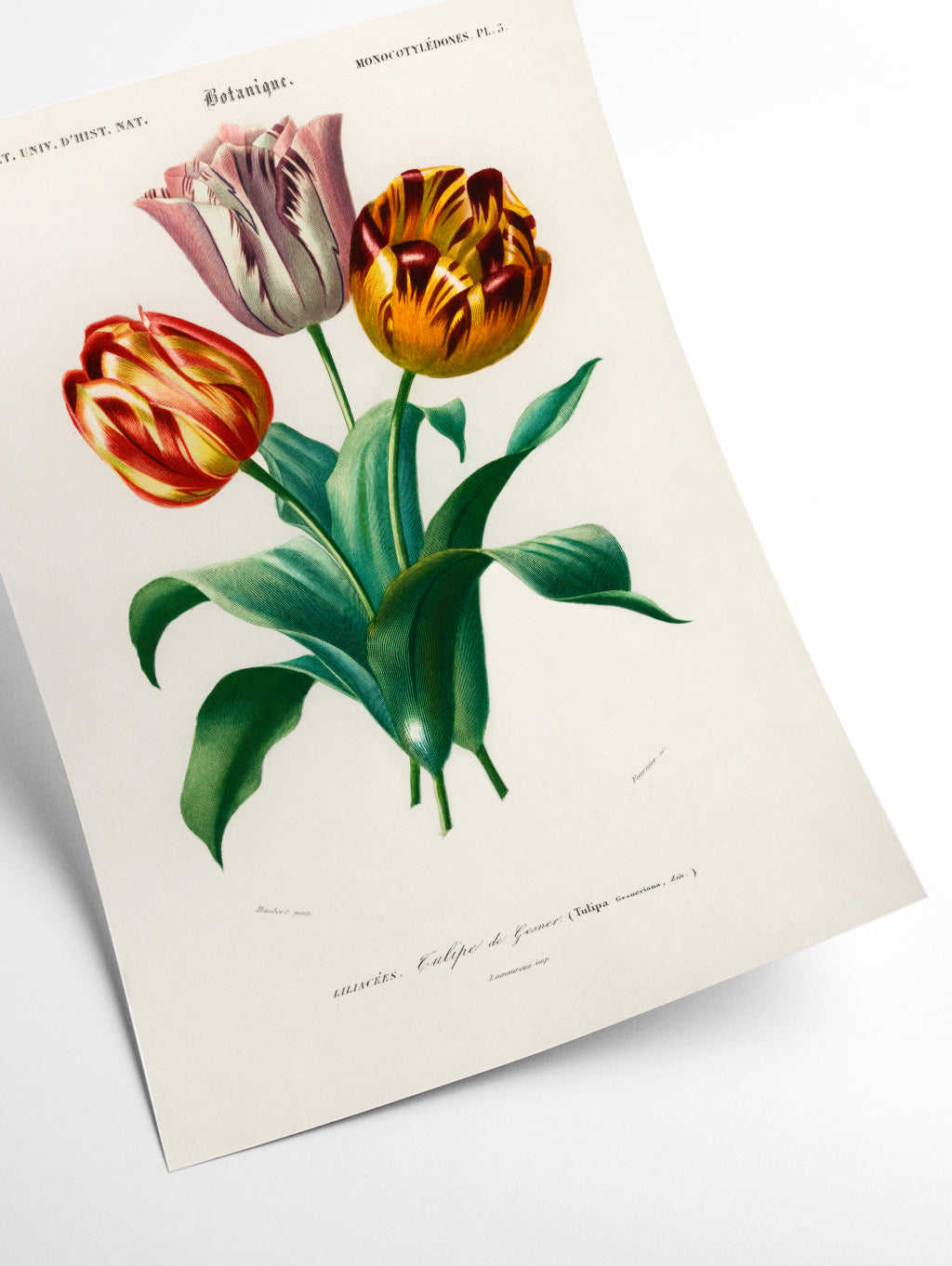 Didier's tulip