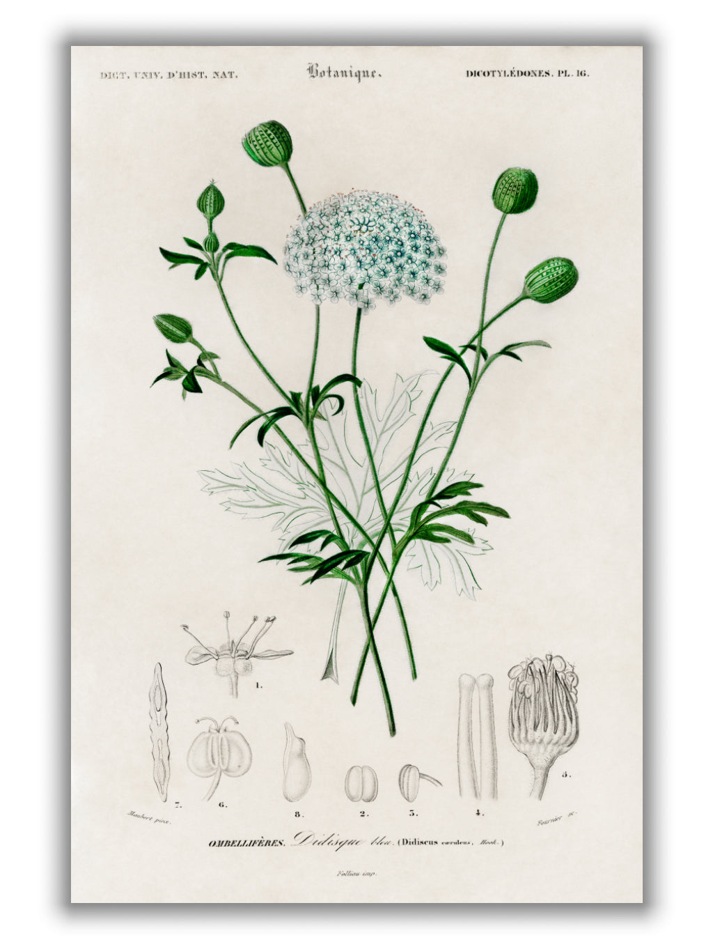 Didiscus Caeruleus