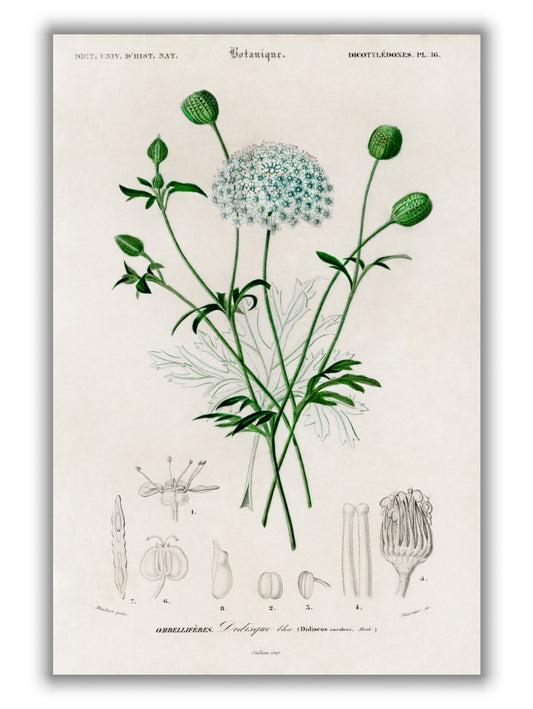 Didiscus Caeruleus