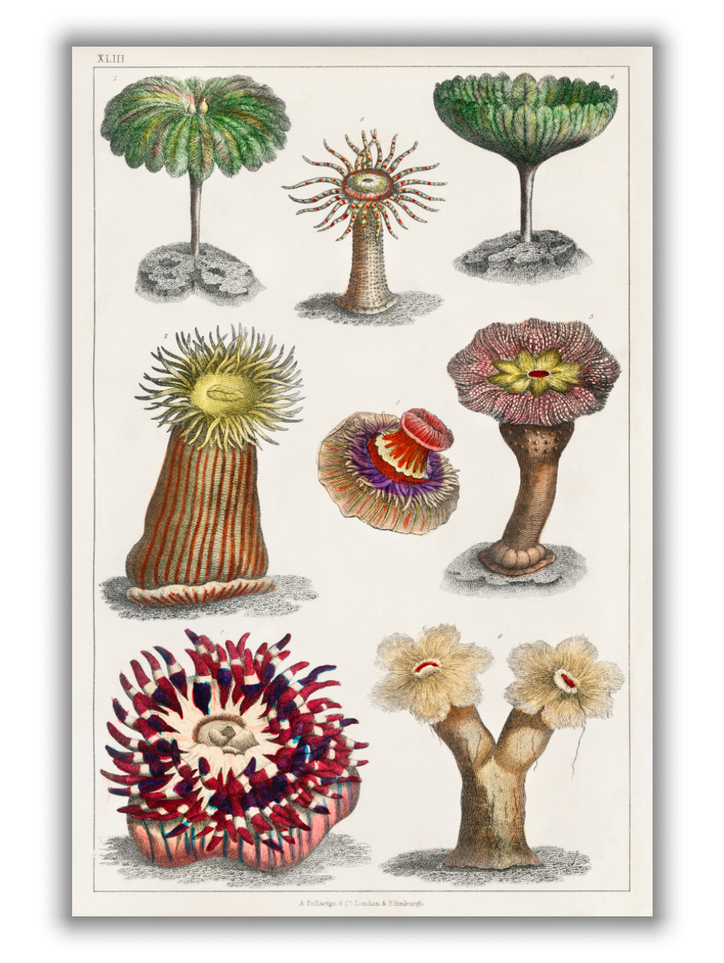 Different kinds of Actiniae, or Animal Flowers