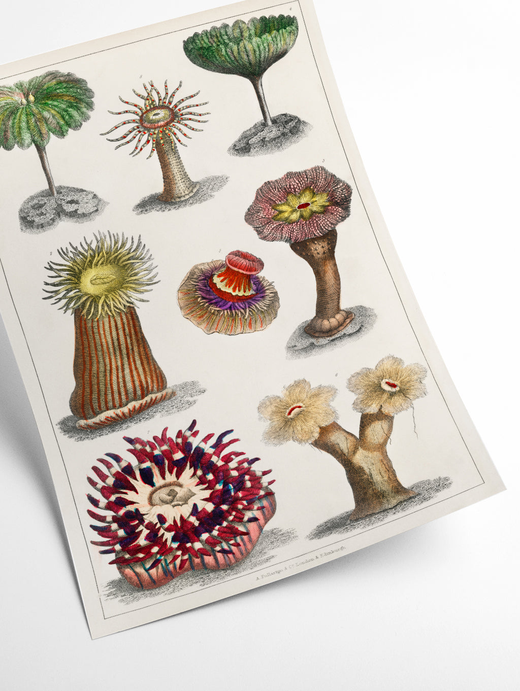 Different kinds of Actiniae, or Animal Flowers