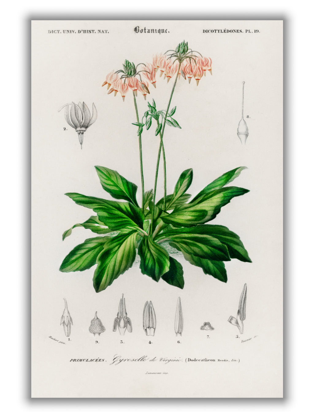 Dodecatheon meadia