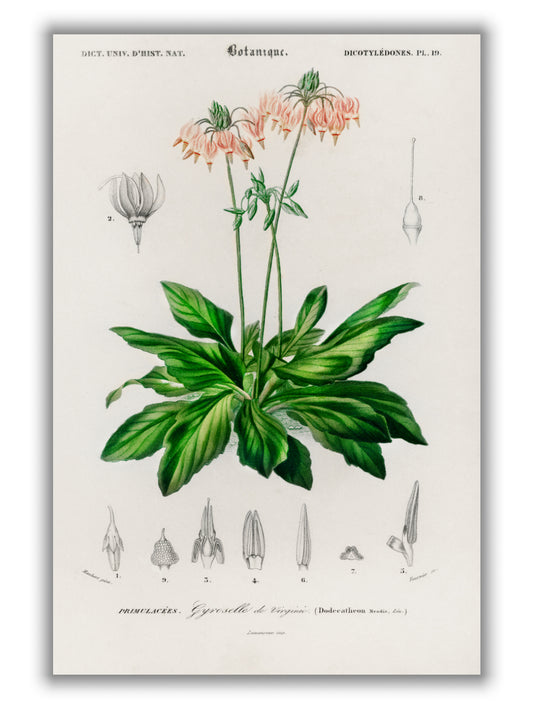 Dodecatheon meadia