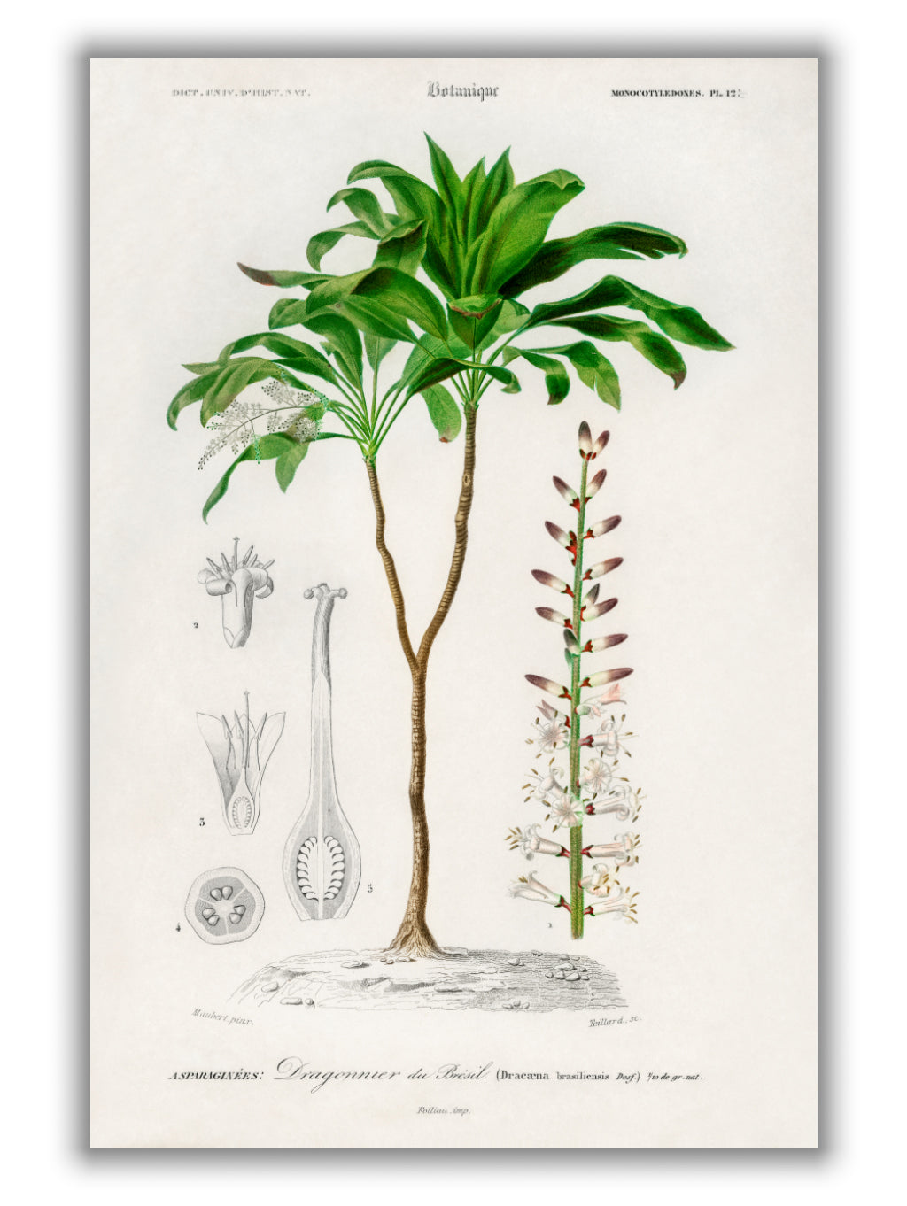 Dracaena brasiliensis