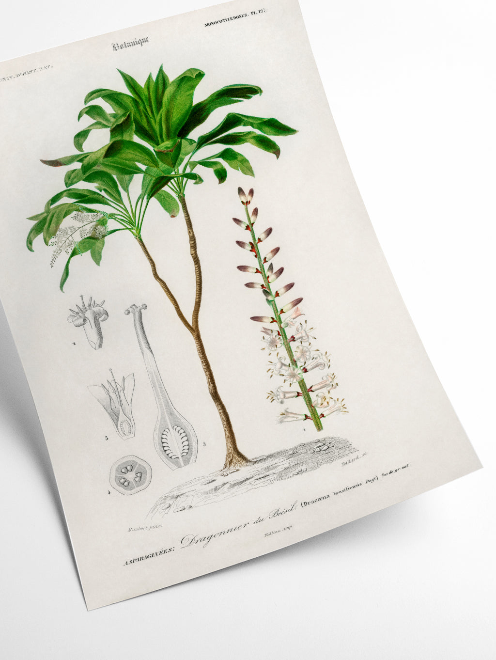 Dracaena brasiliensis