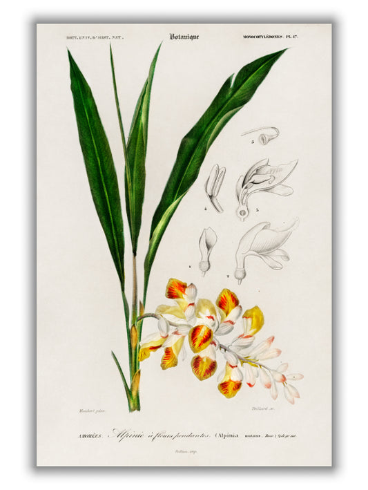 Dwarf cardamom