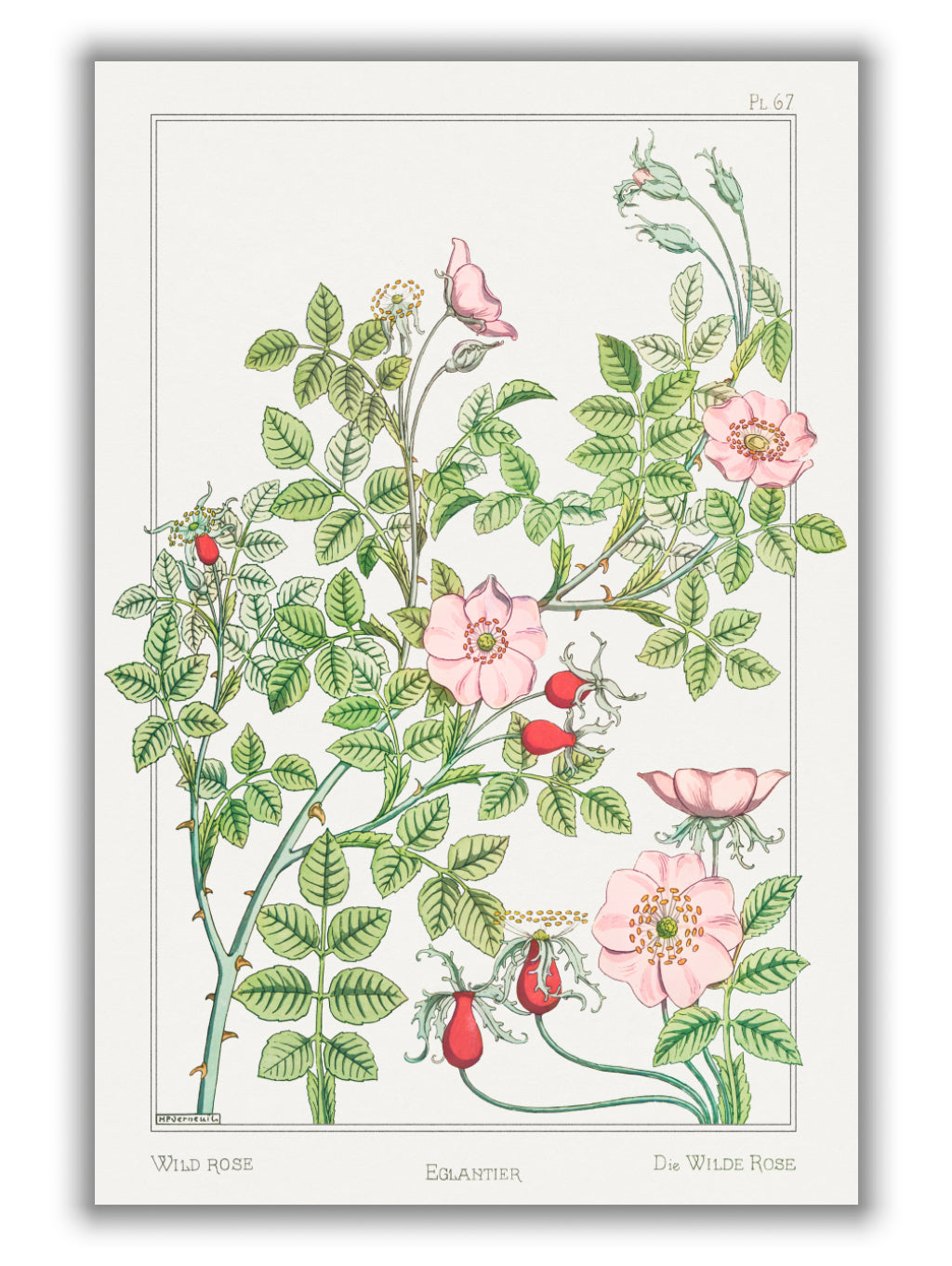 Eglantier (wild rose) by Maurice Pillard Verneuil