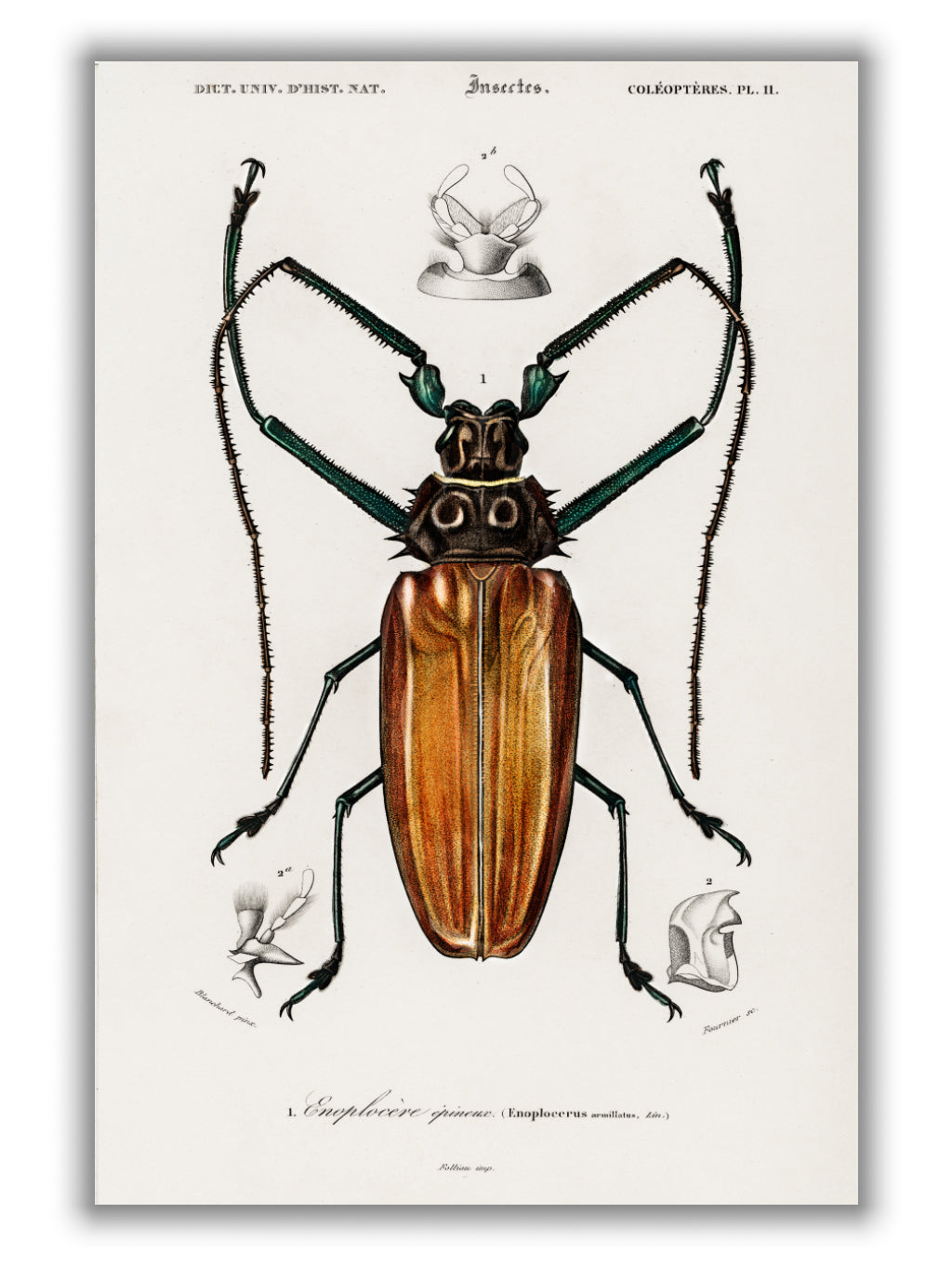 Enoplocerus Armillatus