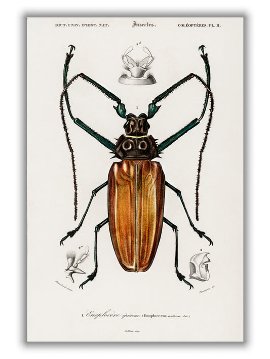 Enoplocerus Armillatus