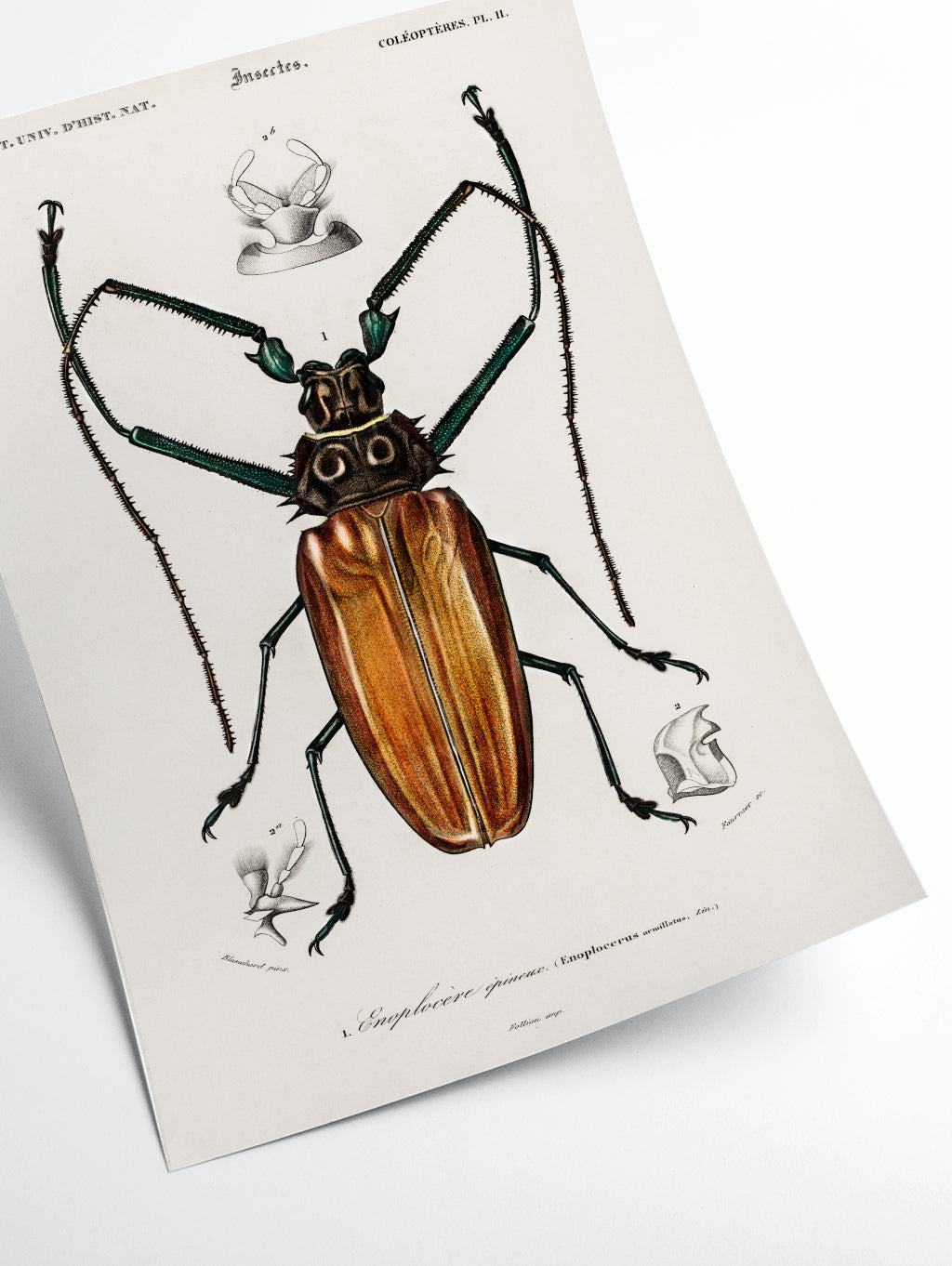 Enoplocerus Armillatus