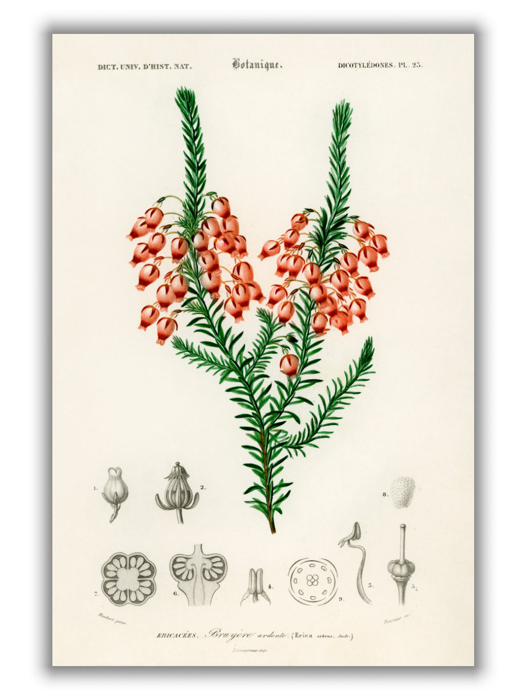 Erica ardens