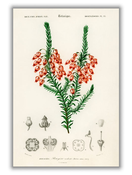 Erica ardens