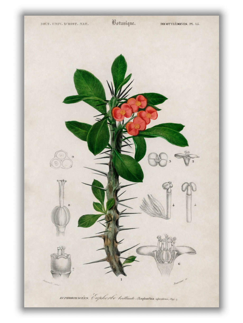 Euphorbia Splendens