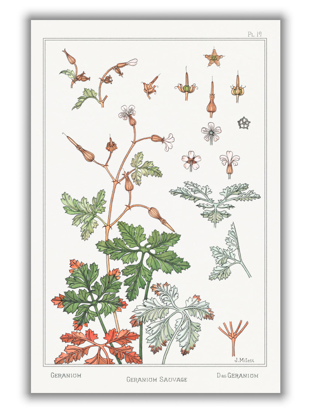Geranium sauvage (geranium) by Maurice Pillard Verneuil