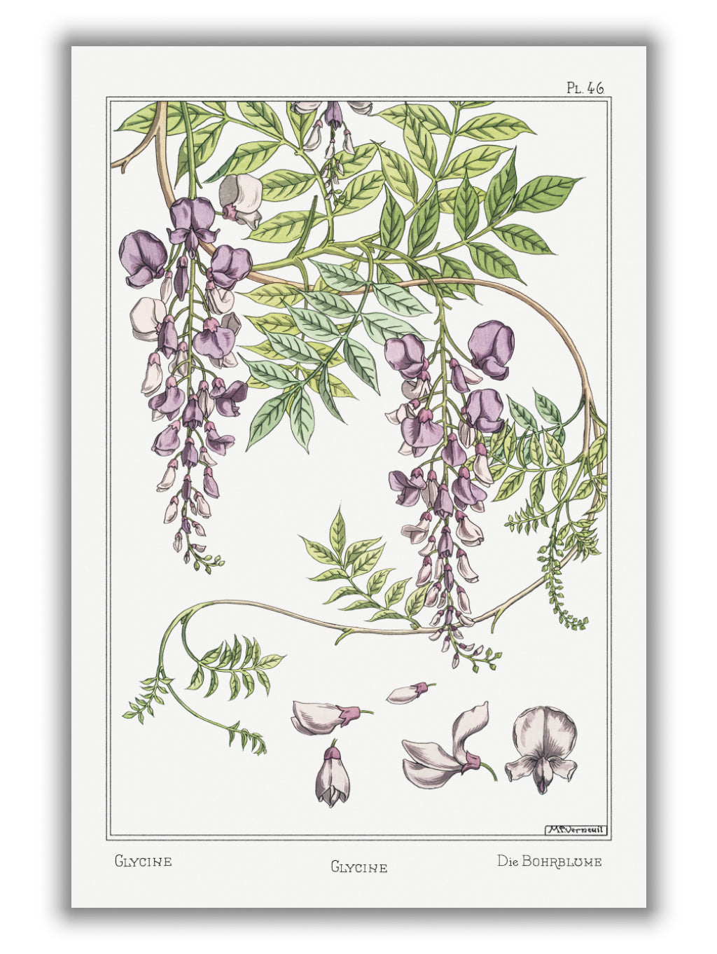 Glycine (wisteria) by Maurice Pillard Verneuil