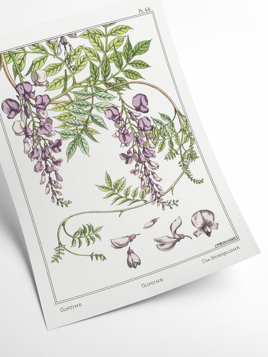 Glycine (wisteria) by Maurice Pillard Verneuil