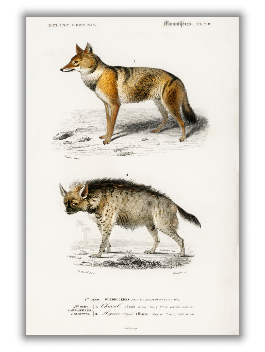 Golden Jackal and Striped hyena