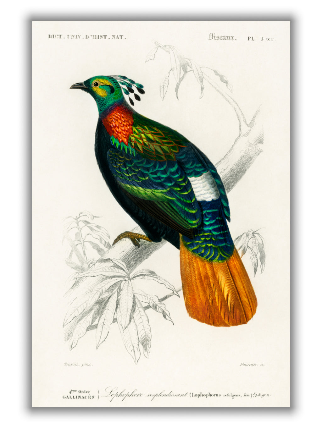 Himalayan monal by Charles Dessalines D_ Orbigny (1806-1876)